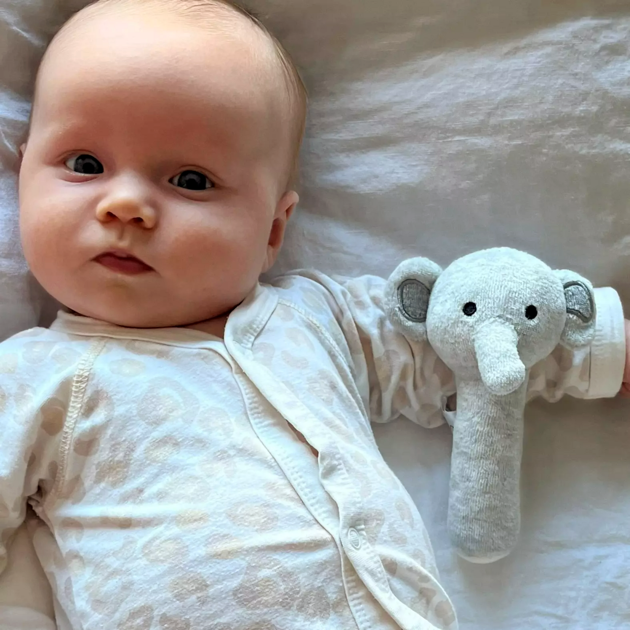 Skallra Grå Elefant