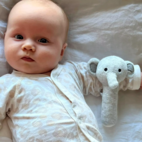 Skallra Grå Elefant